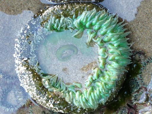 Sea anemone