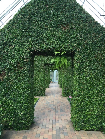 Ivy hedge in Minneapolis sculpture garden