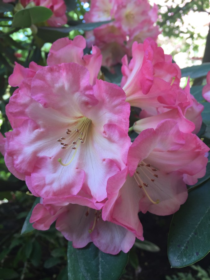 Pink rhododendron blossom
