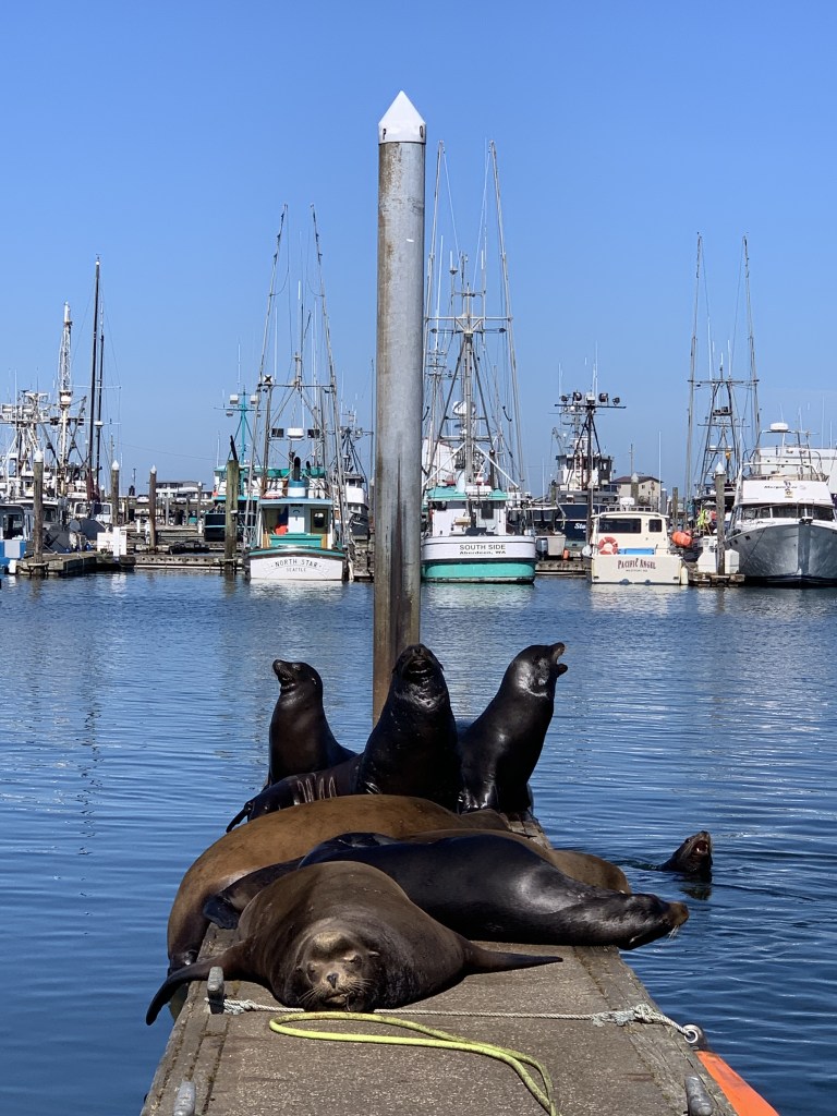 Sea lions sunning themselves on a dock in the Westport marina