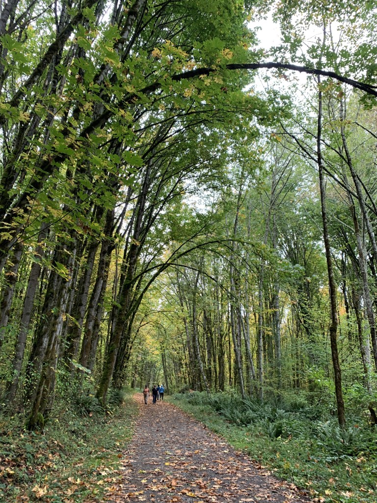 A forest path with tall trees in autumn
